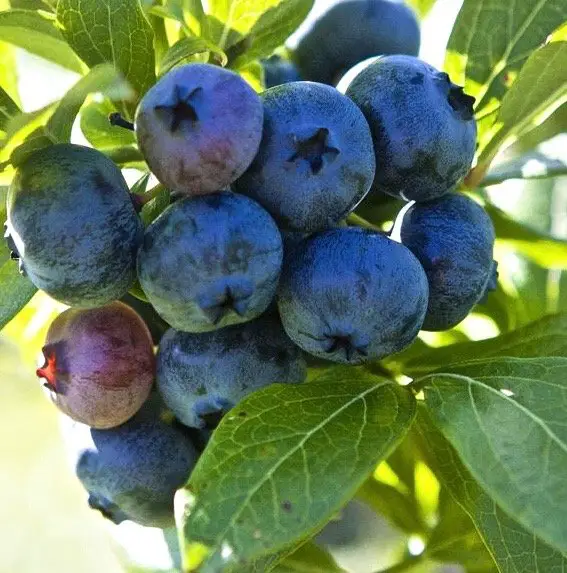 Highbush Blueberry Plants for Sale